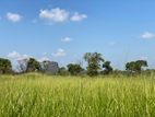 Land for Sale in Sigiriya