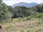 Land for sale in Sigiriya