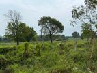 Land for Sale in Sigiriya