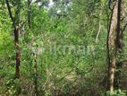 Land for Sale in Sigiriya - සීගිරියෙන් ඉඩමක් විකිණීමට