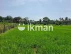 Land For Sale in Sigiriya - සීගිරියන් ඉඩමක් විකිණීමට