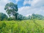 Land For Sale in Sigiriya - සීගිරියන් ඉඩමක් විකිණීමට