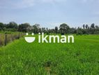 Land For Sale in Sigiriya - සීගිරියන් ඉඩමක් විකිණීමට