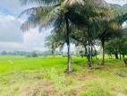 Land For Sale in Sigiriya - සීගිරියන් ඉඩමක් විකිණීමට