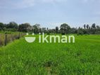 Land For Sale in Sigiriya - සීගිරියන් ඉඩමක් විකිණීමට