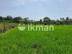Land For Sale in Sigiriya - සීගිරියන් ඉඩමක් විකිණීමට