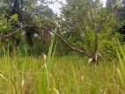 Land for Sale in Siyambalanduwa