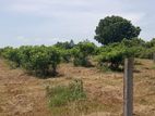 Land for Sale in Tangalla