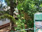 Land for sale in temple Road Pepiliyana Boralesgamuwa