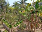 Land for Sale in Thibirigaskatuwa, Negombo