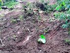 Land for Sale in Thotagoda