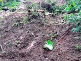 Land for Sale in Thotagoda