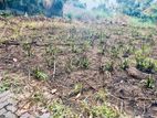 Land for Sale in Thunadahena - Malabe