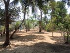 Land for sale in Udammita,Ja-ela