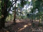 Land for Sale in Udawawala , Embilipitiya