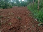 Land for Sale in Vanathawilluwa with 5 acres of coconut