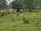 Land for Sale in Vavuniya