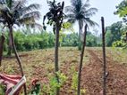 Land for Sale in Vavuniya
