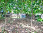 Land for sale in Wadduwa