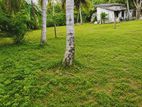 Land for sale in wadduwa / KM 13336