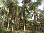 Land for Sale in Waradala