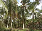 Land for Sale in Waradala