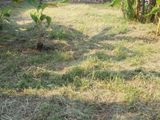 Land For Sale In Wattala, Mahabage