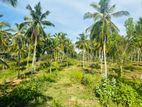 Land for Sale in Weeraketiya (වීරකැටිය ප්රදේශයේ අගනා ඉඩමක් විකිණීමට