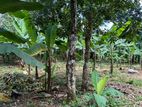 Land for Sale in Weliweriya