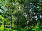 Land For Sale In Wennappuwa - CL912