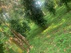 Land For Sale in Yakkala - 700 m to Kandy Rd