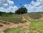 Land for Sale in Yatawathura