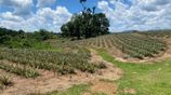 Land for Sale in Yatawathura