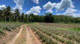 Land for Sale in Yatawathura