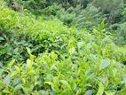 Land for sale in Yatiyantota