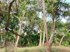 Land for Sale Inland Hiriketiya (dickwella )-Code Add 798