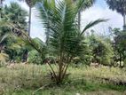 Land for Sale Jaffna