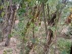 Land for Sale Kaduwela