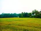 Land for sale Kahathuduwa facing Lush Paddy field