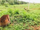 Land For Sale Kalutara Pannila - Entire 3 Acres 85 Laks