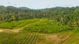 Land For Sale Kirindiwela, Gampaha District