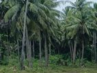 Land for Sale Kodikamam