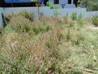 Land for Sale Kotte