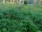 Land for Sale Lunuwila