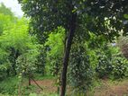 Land for Sale, Makola