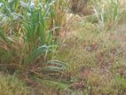 Land for Sale Malabe