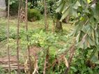 Land for sale malabe