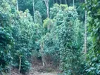 Land for Sale Matale