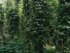 Land for Sale Matale