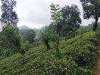 Land for Sale Matale